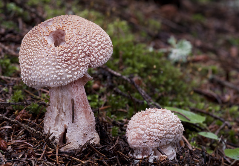 Amanita rubescens